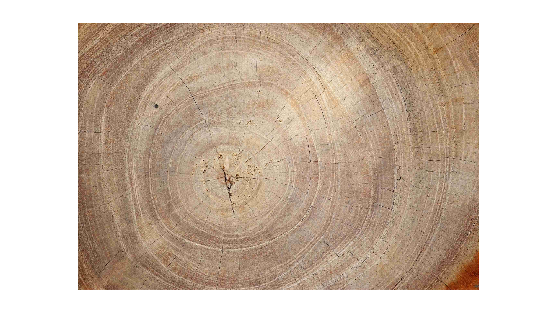 Tableau Magnétique en Métal Motif Tronc Cernes de Bois 90x60cm, MetalBoards pour tout type d'Aimants – Image 8
